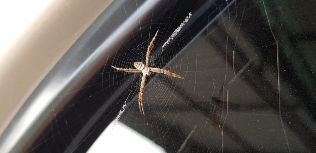 spiders in my car