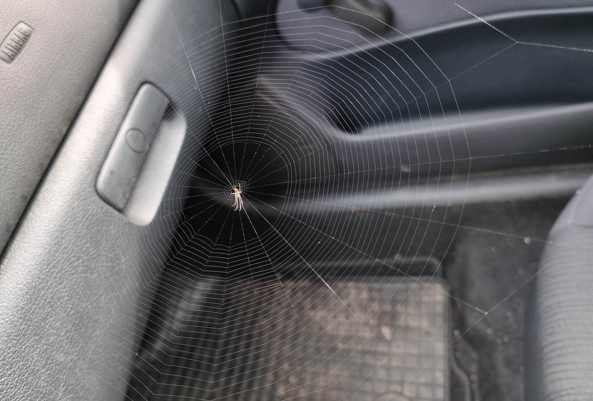 how to get spiders out of a car